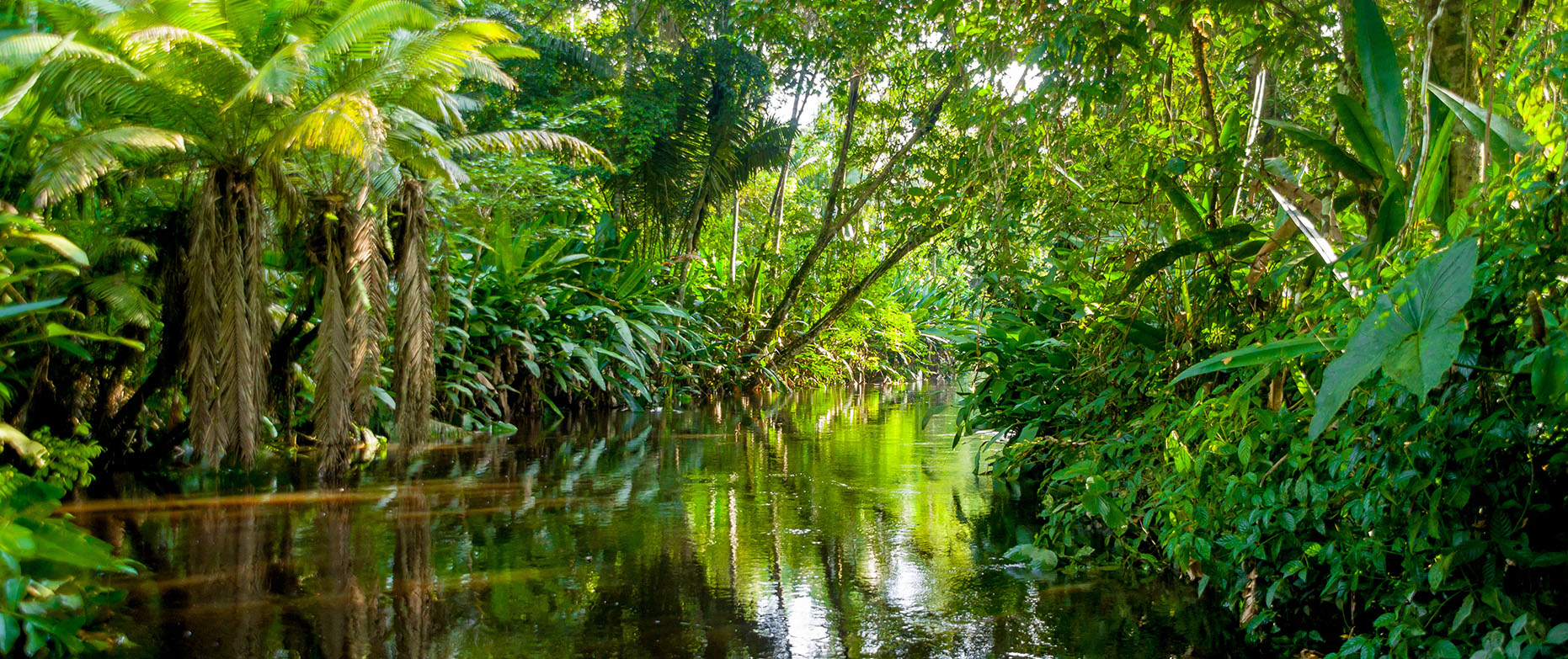 Brazil tropical. Сельва Перу. Тропические леса амазонки в Бразилии. Бразилия тропические леса Сельва. Сельва Перу природа.