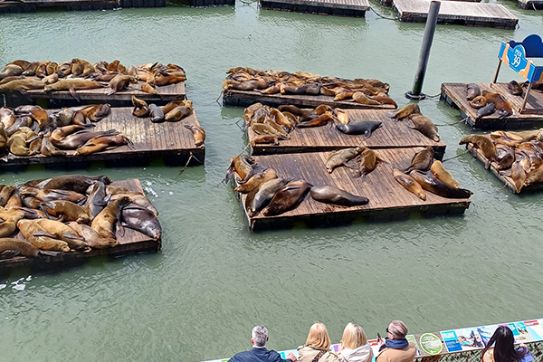 Fisherman's Wharf, San Francisco - Seals