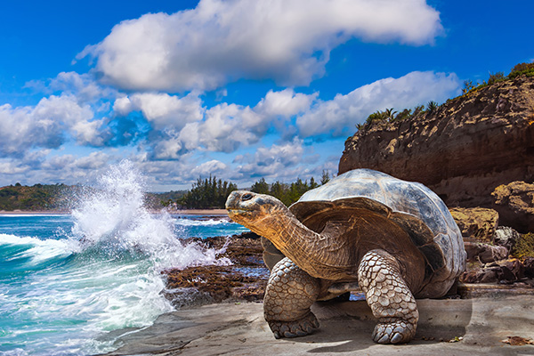 Galapagos Islands. Galapagos tortoise. Ecuador.