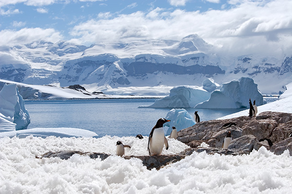 Penguins in Antarctica